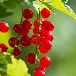 Рецепты полезных десертов без сахара и белой муки